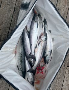 Coho rodeo!