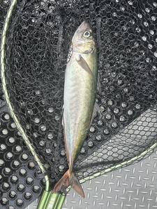 Partly cloudy skies set the stage for an epic fishing adventure in OR!