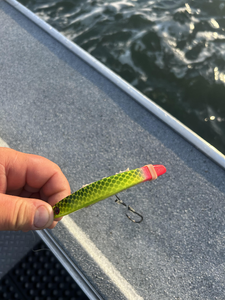 Ready for some exciting Florida Gar action with heavy tackle setup!