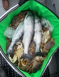 Coho and chum salmon caught in OR