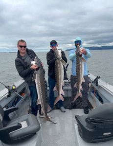 Three lake sturgeon and white sturgeon fish caught in OR