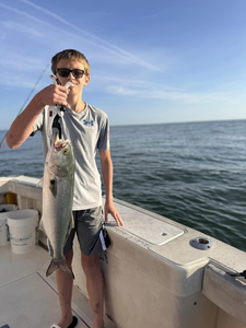 Angler catches a large bluefish in Virginia