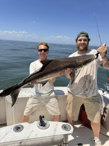 Cobia, a big fish, caught in VA
