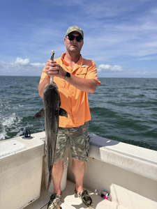 A large Cobia fish caught near Norfolk