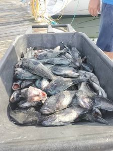 Large bin filled with freshly caught fish on fishing boat dock in Norfolk VA