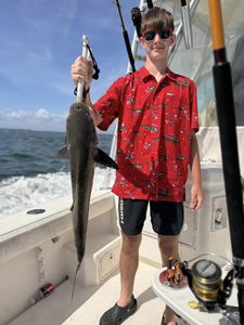 Gafftopsail sea catfish, 32-inch big fish caught in VA