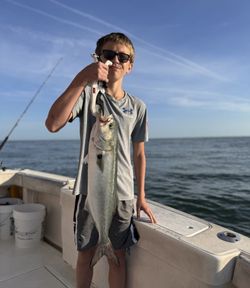 Fresh caught bluefish displayed on fishing boat in Norfolk VA waters