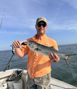 Bluefish caught during fishing charter in Norfolk VA waters