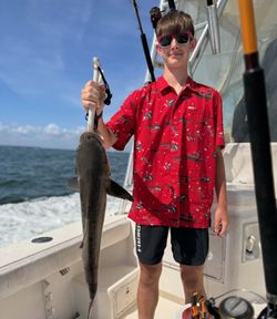 Cobia catch displayed on fishing boat deck in Norfolk VA waters