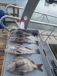 Fresh caught sheepshead and black drum fish displayed in cleaning station after fishing trip in Norfolk VA