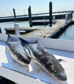 Two white catfish caught on cruises and fishing trip in Norfolk