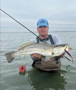 Angler holding large speckled trout while wade fishing in Corpus Christi TX waters