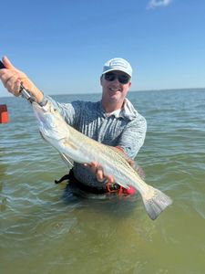 Angler holding large speckled trout while wade fishing in Corpus Christi TX waters