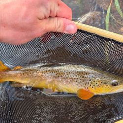 Brown trout caught in fishing net in Newport PA