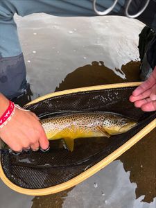 Brown trout caught in fishing net in Newport PA waters