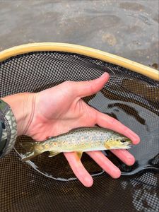 Brown trout held in hand over fishing net in Newport PA waters