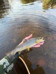 Brown trout being held over clear water in Newport PA during fishing trip