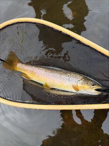 Brown trout caught in fishing net in Newport PA waters
