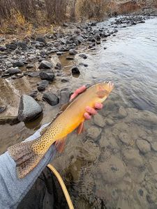 Cutthroat trout caught fishing in Newport PA held over rocky shoreline