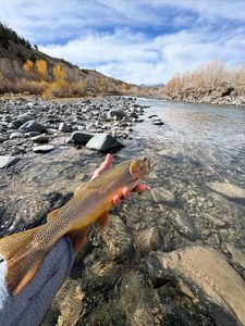 Cutthroat trout caught while fishing in Newport PA with rocky river and autumn foliage in background