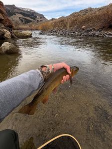 Freshly caught trout being held over river in Newport PA with mountains in background