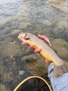 Freshly caught trout being held over clear stream water with fishing net visible in Newport PA