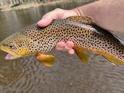 Anglers fishing in Michigan with a 47-inch catch