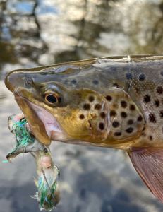 1 fishing adventure in MI