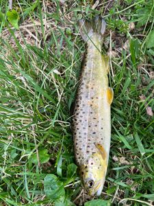 Fishing adventure in MI