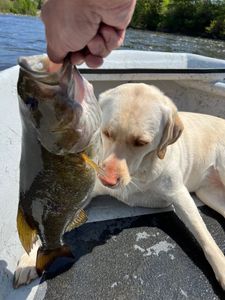 Gag grouper caught while fishing in Baldwin