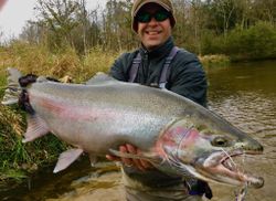 Photograph of a pink salmon caught while fishing in Baldwin