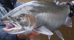 Photograph of a pink salmon caught while fishing in Baldwin