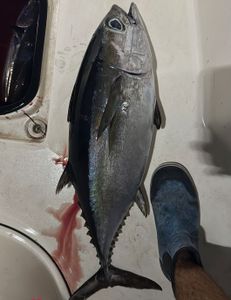 Blackfin Tuna caught in Miami