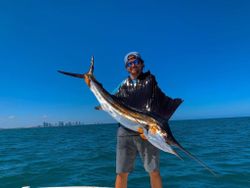 Sailfish in Miami Beach, Florida