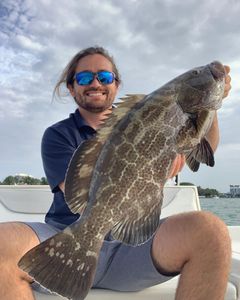 Angler catches a black grouper fish in FL