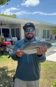 Single blue runner fish caught fishing in Miami Beach