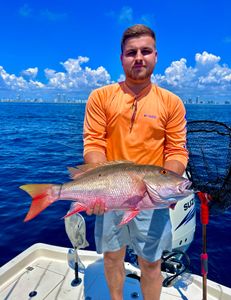 Mutton snapper on the county wrecks 