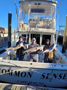 Striped bass fishing in New Jersey
