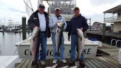 Three striped bass caught fishing in Cape May