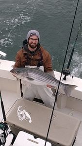 A wiper (hybrid striped bass) fish caught in NJ