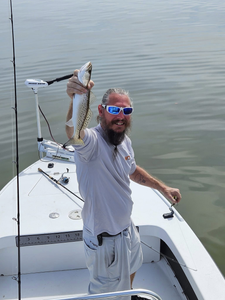 Spotted Weakfish, 13 inches, caught in FL