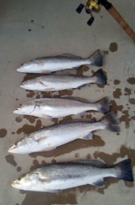 Five anglers enjoy a fishing tour in TX