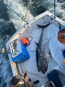 Amazing catch at South Portland