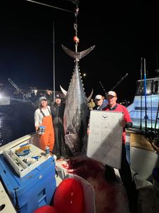 Yellowfin Tuna fish caught while fishing in ME