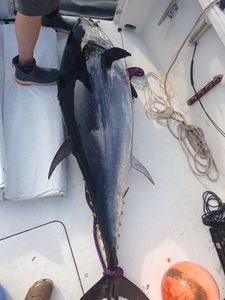 Blackfin tuna caught while fishing in ME