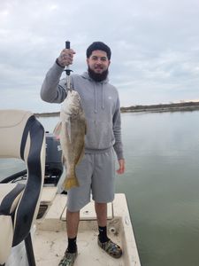 Angler holding a large black drum fish caught in Corpus Christi