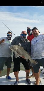 A single black drum fish caught in Corpus Christi