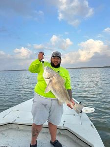 Black drum catch from fishing trip in Corpus Christi TX