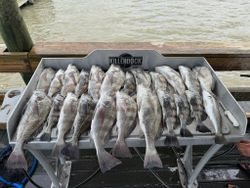 Black drum fishing catch displayed on cleaning station in Corpus Christi TX