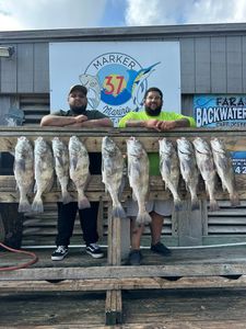 Ten black drum fish displayed on wooden dock in Corpus Christi TX
